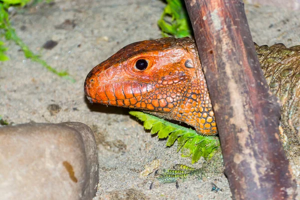 Lézard Caïman Nord Son Nom Scientifique Est Dracaena Guianensis — Photo