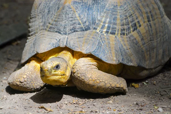 Strålsköldpadda Dess Vetenskapliga Namn Astrochelys Radiata — Stockfoto
