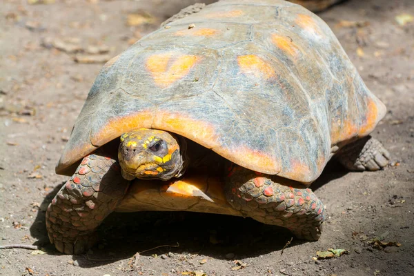 Želva Červenýma Nohama Její Vědecké Jméno Chelonoidis Carbonarius — Stock fotografie