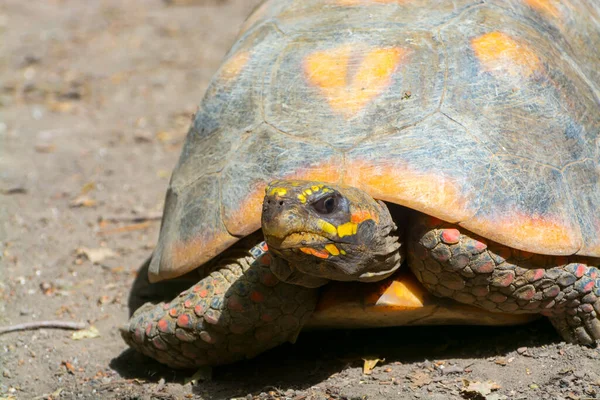 Rödfotad Sköldpadda Dess Vetenskapliga Namn Chelonoidis Carbonarius — Stockfoto