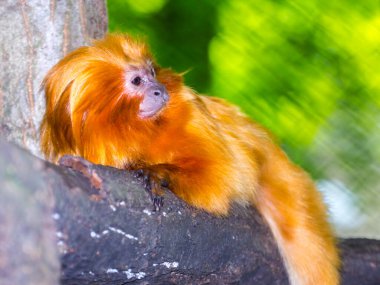 Altın Aslan Tamarin. Bilimsel adı Leontopithecus Rosalia.