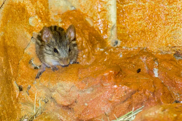 Barbary Striped Grass Mouse Its Scientific Name Lemniscomys Barbarbarus — стоковое фото