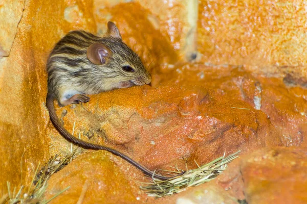 Barbaar Gestreepte Gras Muis Zijn Wetenschappelijke Naam Lemniscomys Barbarus — Stockfoto