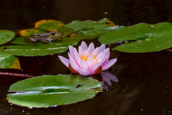 Lírio Água Branca Europeu Seu Nome Científico Nymphaea Alba — Fotografia de Stock