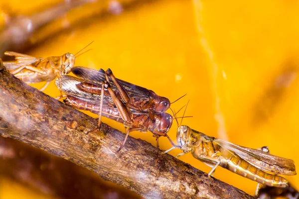 Desert Locust Its Scientific Name Schistocerca Gregaria — Stock Photo, Image