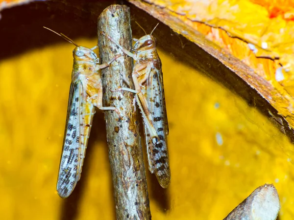 Desert Locust Its Scientific Name Schistocerca Gregaria — Stock Photo, Image