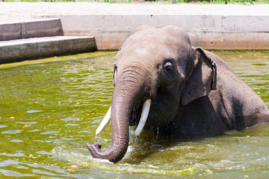 Asya fili banyo yapıyor. Bilimsel adı Elephas maximus.