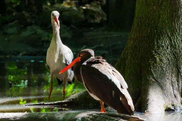 Cegonha Negra Seu Nome Científico Ciconia Nigra — Fotografia de Stock