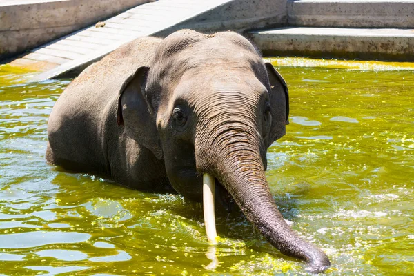 Asiatischer Elefant Badet Sein Wissenschaftlicher Name Ist Elephas Maximus — Stockfoto