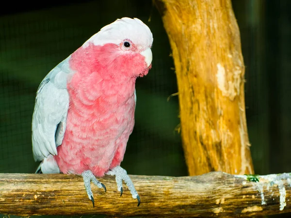 Galah Suo Nome Scientifico Eolophus Roseicapilla — Foto Stock