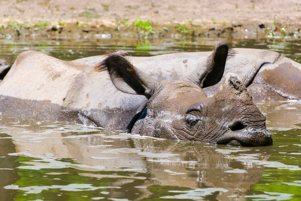 Indian Rhinoceros Having Bath Its Scientific Name Rhinoceros Unicornis — Stock Photo, Image