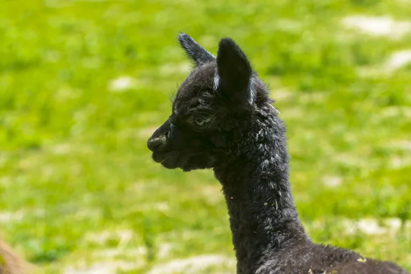 Alpaca Föl Dess Vetenskapliga Namn Vicugna Pacos — Stockfoto