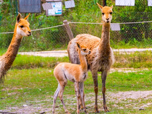 Hříbě Vicugna Jeho Vědecké Jméno Vicugna Vicugna — Stock fotografie