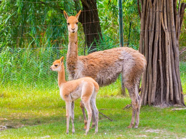 Vicugna Foal Its Scientific Name Vicugna Vicugna — Stock Photo, Image