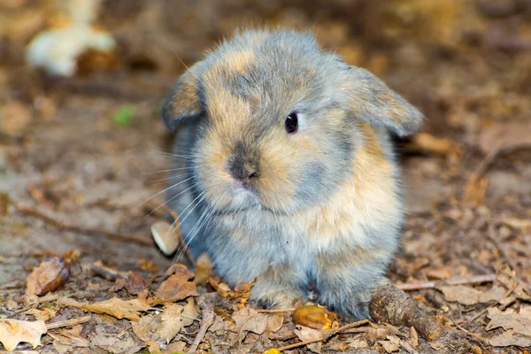 Schlapphase oder Schlappohr-Kaninchen-Baby auf dem Boden — Stockfoto