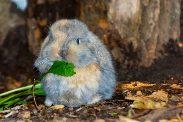 Lop kanin eller lop-örat kanin baby på marken — Stockfoto