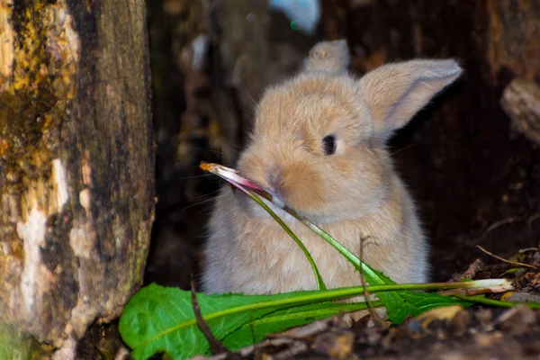 Lop kanin eller lop-örat kanin baby på marken — Stockfoto