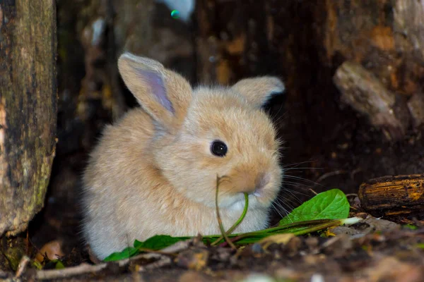 Yaban tavşanı mı, sarkık kulaklı tavşan bebek mi? — Stok fotoğraf