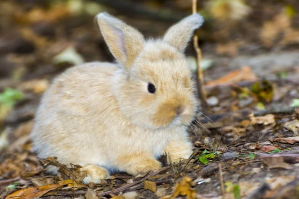 Lop lapin ou bébé lapin à oreilles nues sur le sol — Photo