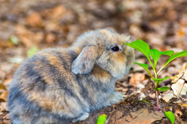 Lop kanin eller lop-örat kanin baby på marken — Stockfoto