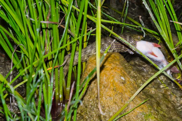 Dice ular sedang makan ikan di dalam air — Stok Foto