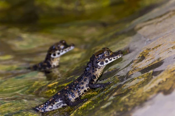 Crocodile Nain Africain Bébé Son Nom Scientifique Est Osteolaemus Tetraspis — Photo