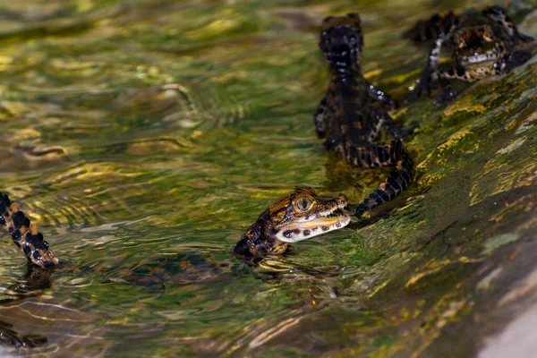 Crocodile Nain Africain Bébé Son Nom Scientifique Est Osteolaemus Tetraspis — Photo