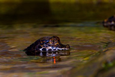 Afrikalı cüce timsah bebek, bilimsel adı Osteolaemus tetraspis.