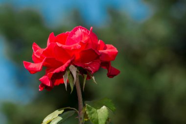 Yaz bahçesinde bir gül çiçeği