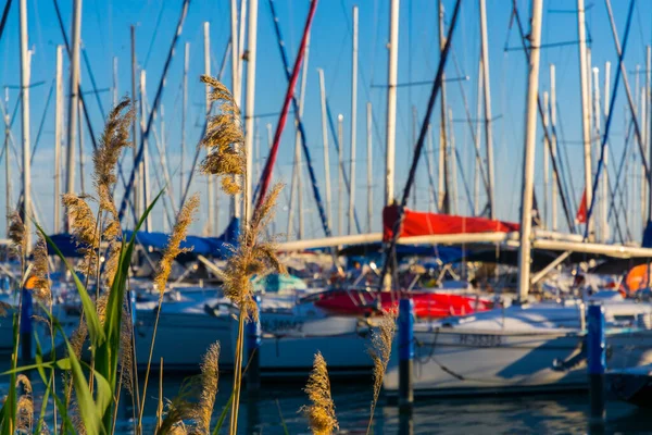 Λιμάνι Της Balatonkenese Και Καλάμια Καλοκαίρι — Φωτογραφία Αρχείου