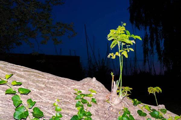 Árvore Caída Porto Balatonkenese Noite — Fotografia de Stock