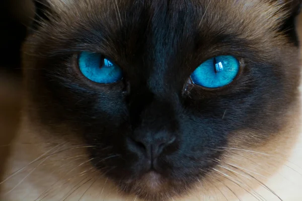 Close Portrait Siamese Cat Female — Stock Photo, Image