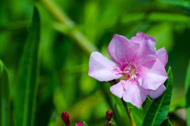 Oleander, bilimsel adı Nerium zakkum.