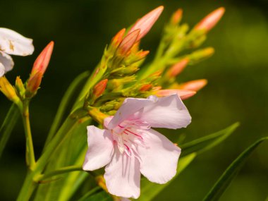 Pembe leander, bilimsel adı Nerium zakkum.