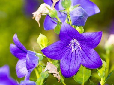 Balon çiçeği. Bilimsel adı Platycodon Grandiflorus.
