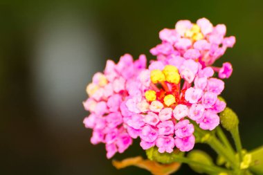 Yazın Verbena 'nın sarı ve pembe çiçekleri