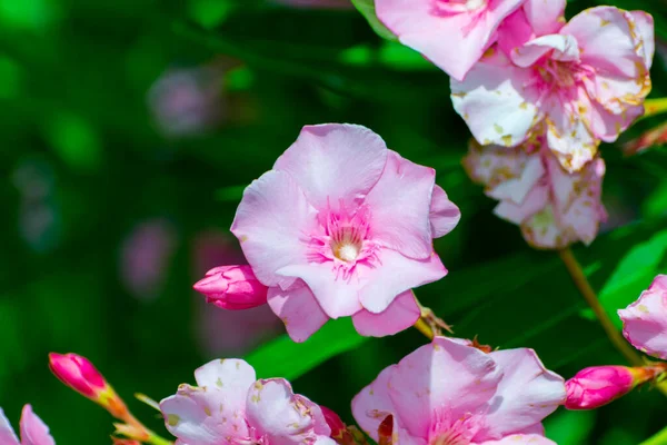 Oleandro Suo Nome Scientifico Nerium Oleander — Foto Stock