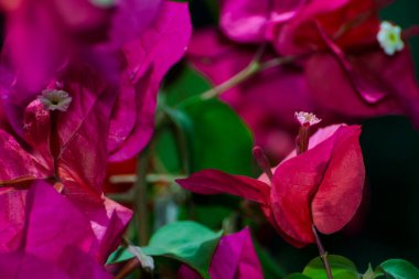 Bahçedeki Bougainvillea 'nın kırmızı ve beyaz çiçeği