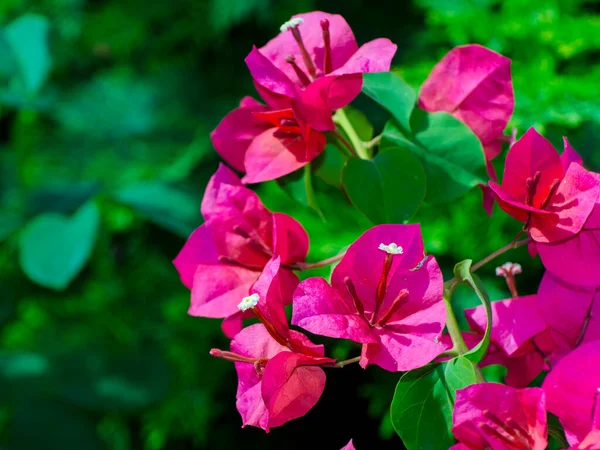 Flor Roja Blanca Bougainvillea Jardín — Foto de Stock