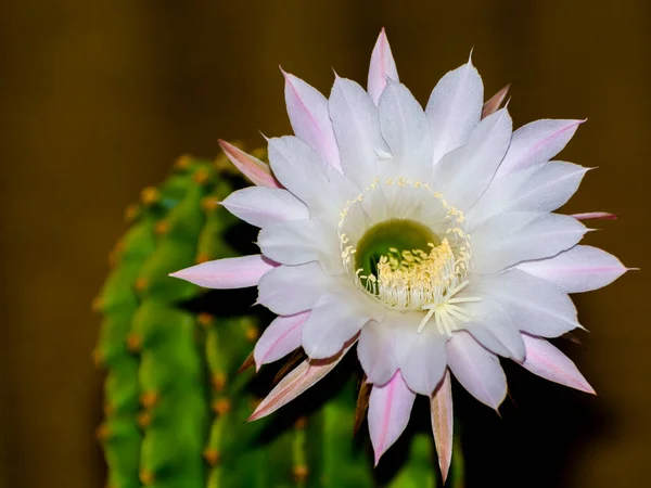 Páscoa Lily Cactus Flor Seu Nome Científico Echinopsis Oxygona — Fotografia de Stock