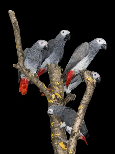 African grey parrot (Psittacus erithacus) isolated — Stock Photo, Image