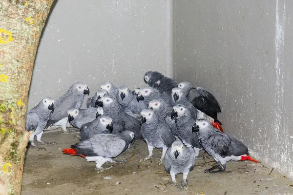 Pappagalli grigi confiscati (Psittacus erithacus ) — Foto Stock