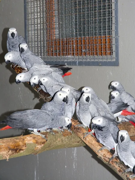 Confiscated gray parrots (Psittacus erithacus)