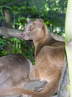 Fessalar (Cryptoprocta ferox)