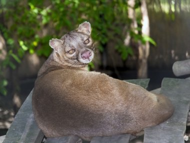 Fessalar (Cryptoprocta ferox)