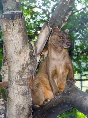 Fessalar (Cryptoprocta ferox)