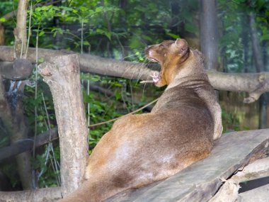 Fessalar (Cryptoprocta ferox)