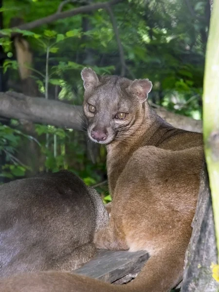 Fossa (Cryptoprocta ferox) ) — Photo