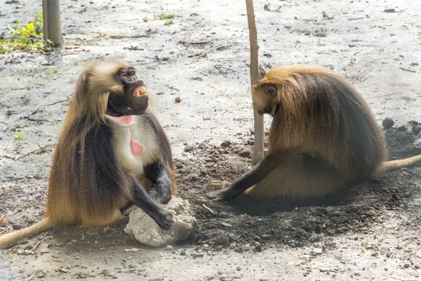 Babuino Gelada (theropithecus gelada) — Foto de Stock