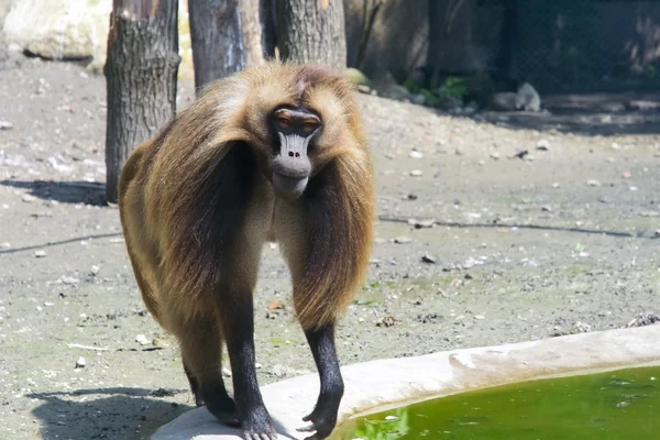 Gelada baboon (Theropithecus gelada) — Stock Photo, Image